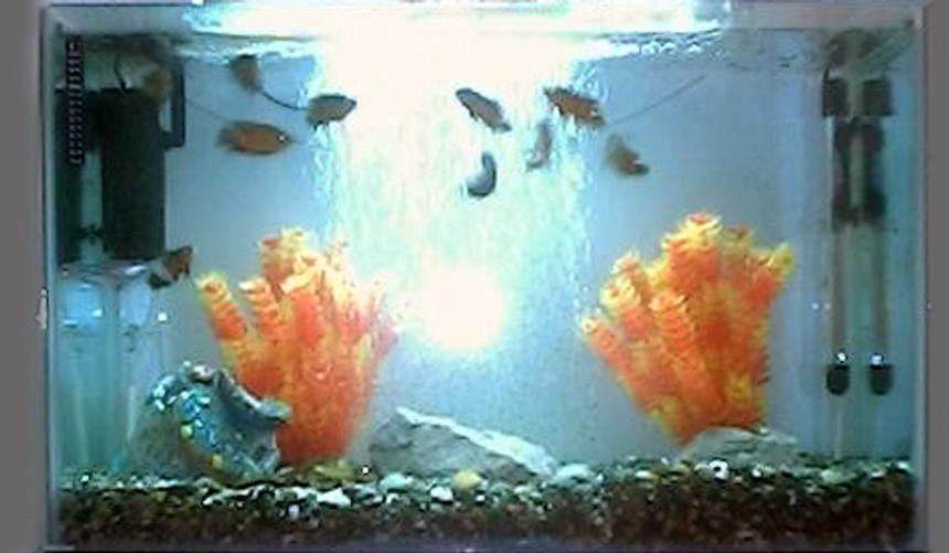Rated #4260: 35 Gallons Freshwater Fish Tank - 10 Oscars, one catfish, one loach,