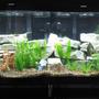 90 gallons freshwater fish tank (mostly fish and non-living decorations) - 90-gal. "S" shaped fresh water aquarium and some fish !