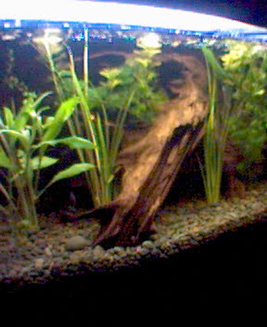 Rated #2038: 90 Gallons Planted Tank - sorry bout the quality, took it off my phone