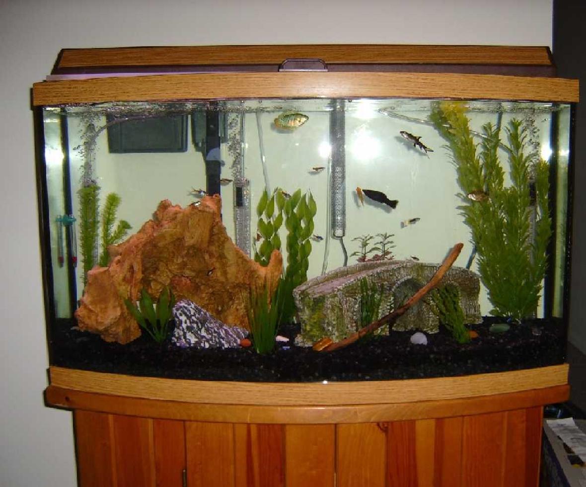 46 gallons freshwater fish tank (mostly fish and non-living decorations) - mmm