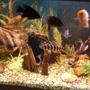 180 gallons freshwater fish tank (mostly fish and non-living decorations) - Some of the many fish.