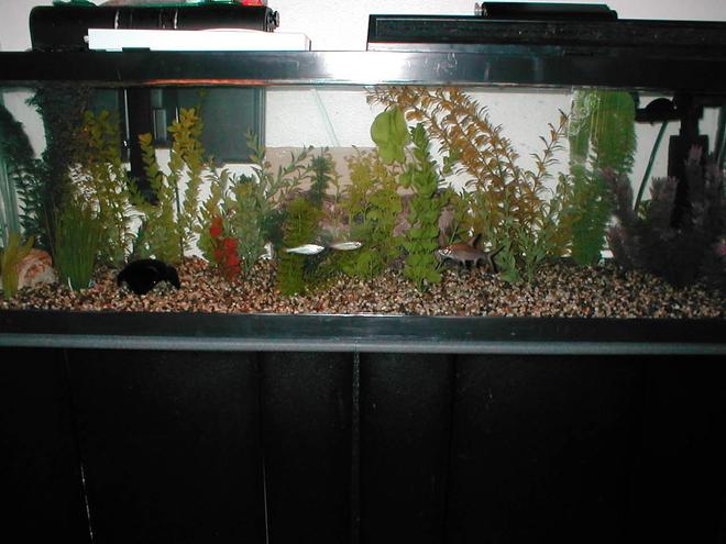 40 gallons freshwater fish tank (mostly fish and non-living decorations) - Rearanged my 40 Gallon