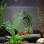 37 gallons freshwater fish tank (mostly fish and non-living decorations) - 37 gallon eclipse