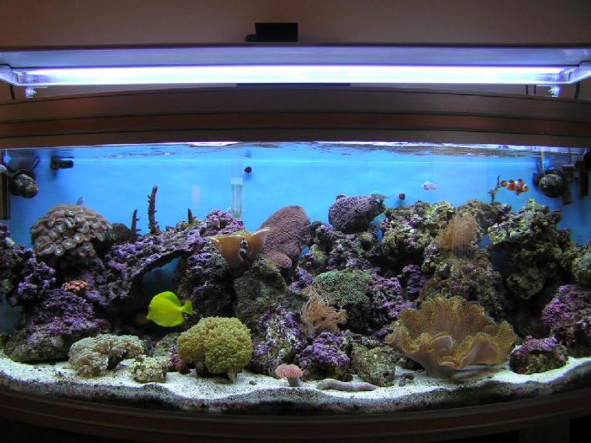Rated #567: Reef Tank - 85g (uk) Bow Front Tank, 4x54 T5 Luminare / Deltec Aqua+ Tubes, Deltec MCE600 Skimmer, Eheim Pro 3 Ex-Filter, TMC UV15, Tunze 6060 / Maxi-Jet 1200 PH Combo, Auto Top-Up, 3 Stage 6" DSB, Hydor ETH 300 heater.
