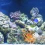 75 gallons reef tank (mostly live coral and fish) - j & k's reef
