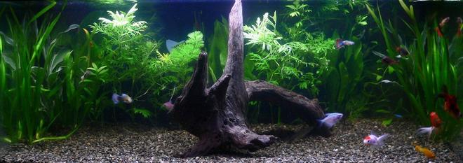 20 gallons freshwater fish tank (mostly fish and non-living decorations) - This is a 20 Gallon.  30"x12"x12" tank.  I have a Marineland 150 BioWheel Filter.  Marineland 100 Watt heater w/Coral Life dual tube fluorescent hood.

Fish:  1 Clown Loach, 2 Rainbow Fish, 1 Neon Tetras, 1 Bala Shark, 1 24k Molly, 1 Black Molly, 4 Guppies, 2 Painted Skirt Tetras, 3 Goldfish, 1 Platy