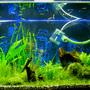 50 gallons planted tank (mostly live plants and fish) - I was about to redo this tank. So I didn't bother to remove the pipes and some other cables while taking pics.