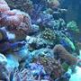100 gallons reef tank (mostly live coral and fish) - HERE YOU GO