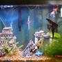 38 gallons freshwater fish tank (mostly fish and non-living decorations) - I will have to take a better picture