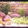 15 gallons freshwater fish tank (mostly fish and non-living decorations) - freshwater 15 gal tank