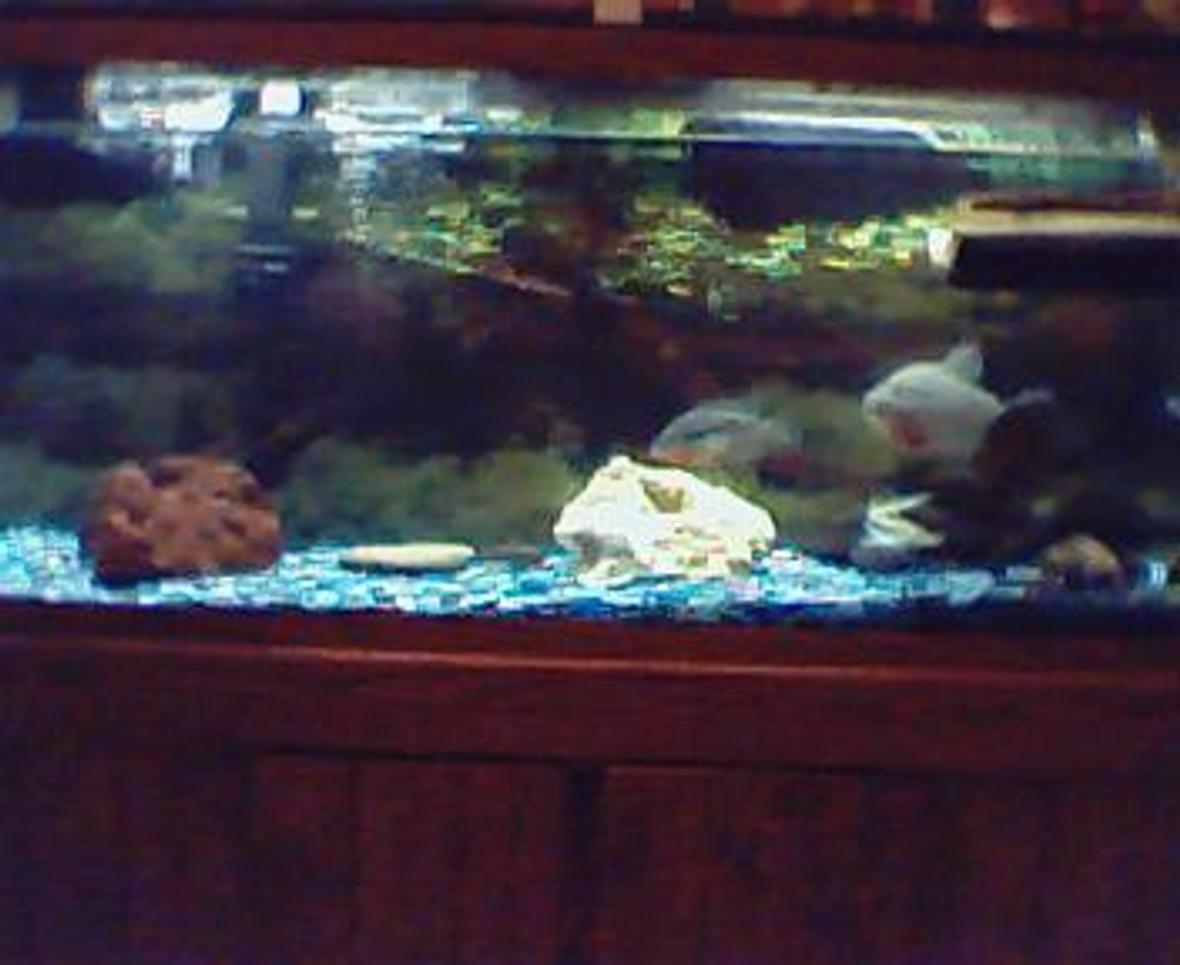 70 gallons freshwater fish tank (mostly fish and non-living decorations) - here's my tank