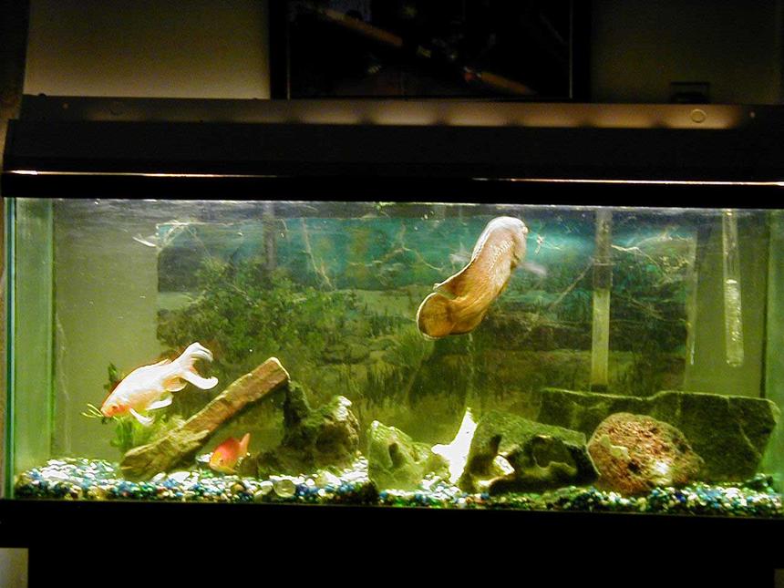 Rated #3674: 55 Gallons Freshwater Fish Tank - Ocsar Myers age 8yrs its his b-day