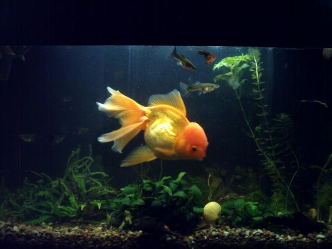 72 gallons freshwater fish tank (mostly fish and non-living decorations) - Main
(will be better)