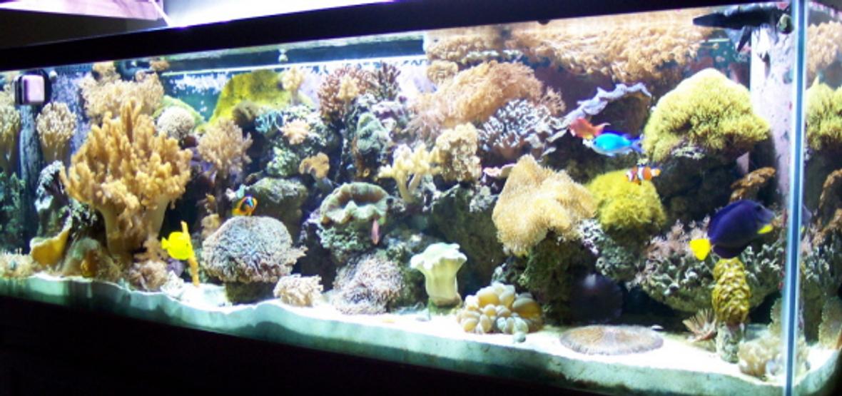 125 gallons reef tank (mostly live coral and fish) - pic1