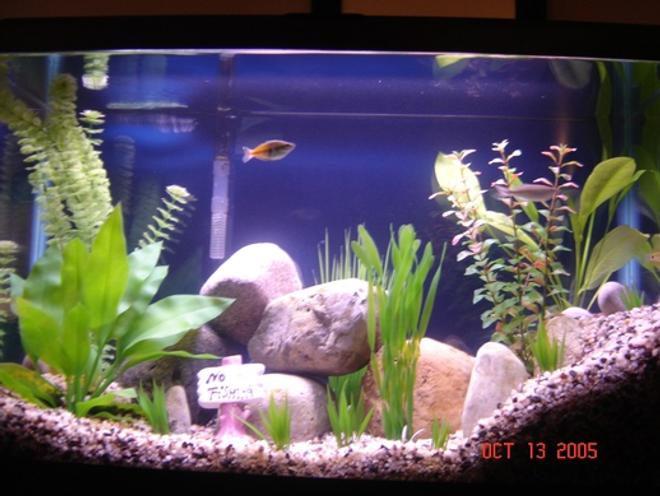 30 gallons freshwater fish tank (mostly fish and non-living decorations) - I like to create a somewhat real atmosphere similar to what the freshwater fish would encounter in a creek or stream.  1 gourami, 1 Danio, 1 Australian rainbow fish