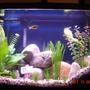 30 gallons freshwater fish tank (mostly fish and non-living decorations) - I like to create a somewhat real atmosphere similar to what the freshwater fish would encounter in a creek or stream. 1 gourami, 1 Danio, 1 Australian rainbow fish