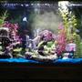 30 gallons freshwater fish tank (mostly fish and non-living decorations) - my 30
