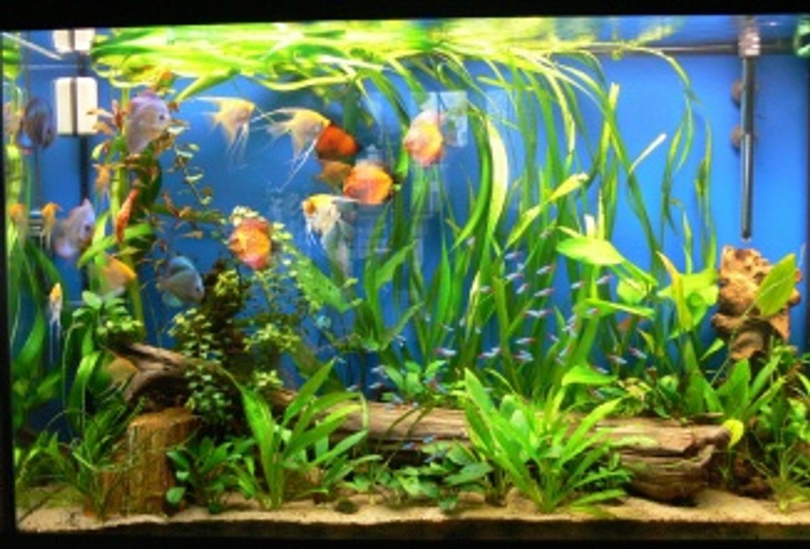 110 gallons planted tank (mostly live plants and fish) - 110 gallons. We have several discus (Blood pigeon, blue diamond, snake skin) 6 platinum angels, 2 koi angels, 50 cardinals, corodiras, plecostomus and a lot of plants...