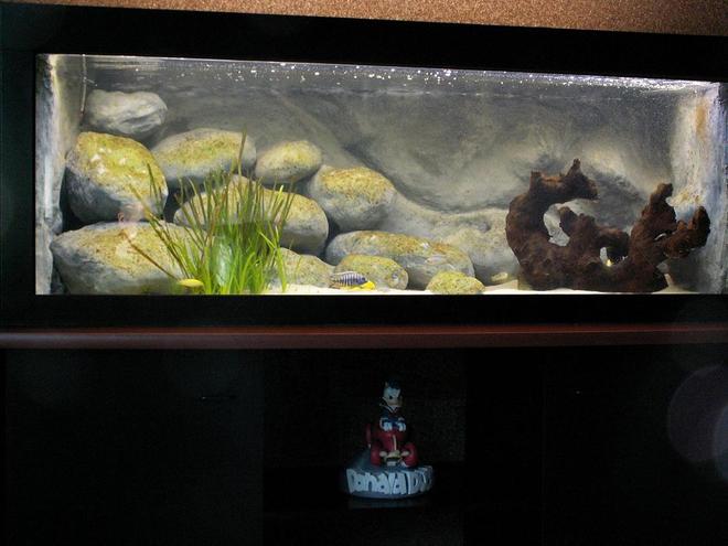 132 gallons freshwater fish tank (mostly fish and non-living decorations) - Overview, the tank has just recently been started on september 25th. It now contains 18 juvenile fish. The aquarium stands on 2 cubes these are linked by a shelf. These parts are all black. The shelf on which the tank is resting is brown and curved at the front side.