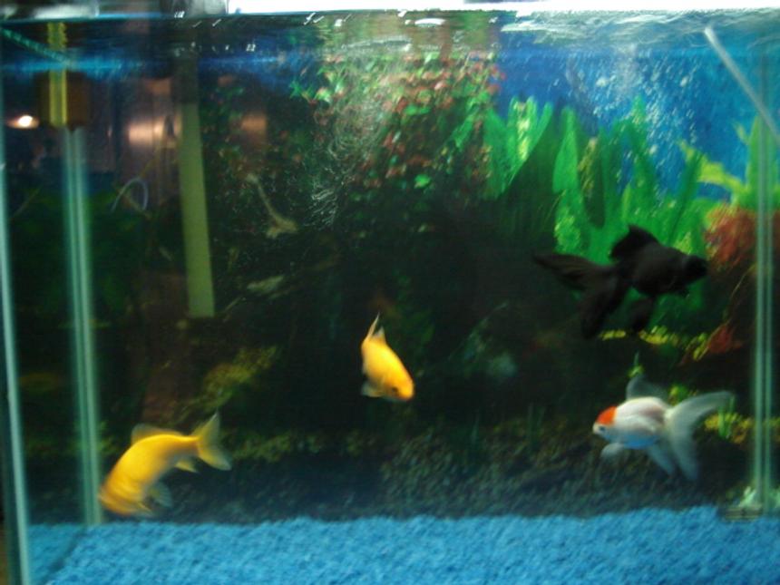 Rated #4290: 44 Gallons Freshwater Fish Tank - my tank