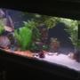 55 gallons freshwater fish tank (mostly fish and non-living decorations) - My 55 gallon comunity tank. Includes, Severums, Parrot Cichlids, Angels, Multiple types of catfish, Loaches, Tetra's, teacup stingray and so much more