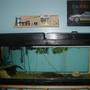 120 gallons freshwater fish tank (mostly fish and non-living decorations) - my 120g tank