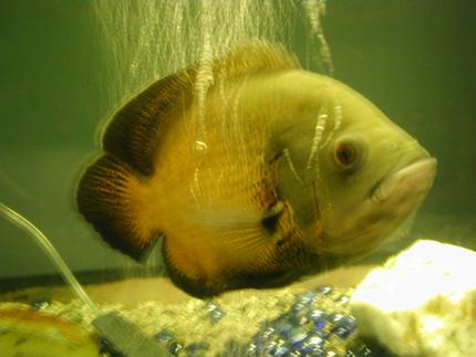 freshwater fish - astronotus ocellatus - red oscar stocking in 120 gallons tank - my oscar