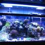 55 gallons reef tank (mostly live coral and fish) - 55 gallon Reef Tank