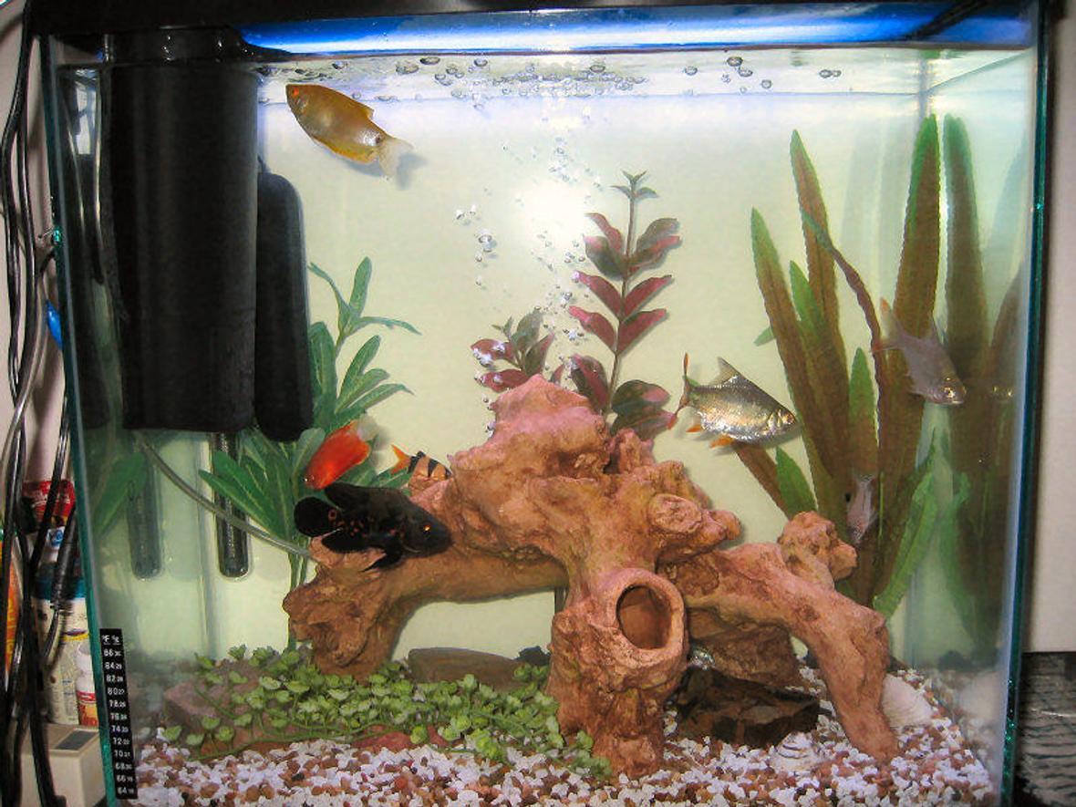 18 gallons freshwater fish tank (mostly fish and non-living decorations) - This is the largest & best setup I've ever had. I tried to keep it simple with higher quality equipment. It really provides a great partition between my kitchen & living room. I hope to move up to a 75 gallon tank soon. The 40i filter is great but it could HOB. The UV sterilizer rocks!