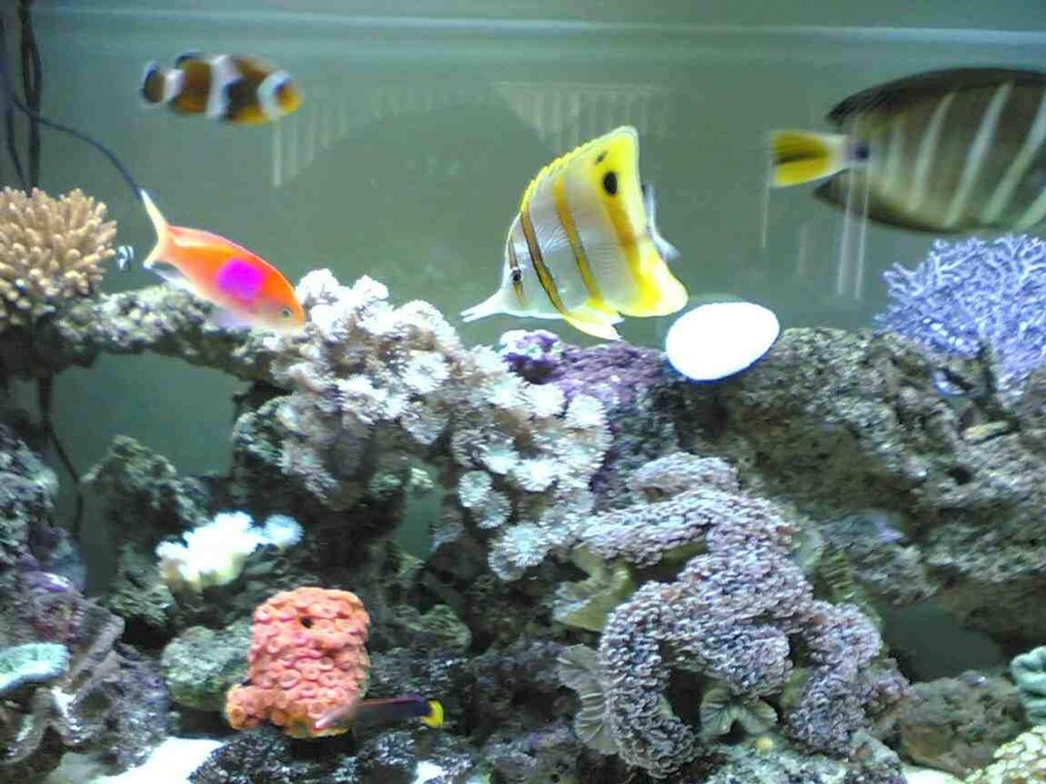 saltwater fish - pseudanthias bimaculatus - bimaculatus anthias stocking in 85 gallons tank - this is a distant shot of the front of my tank with some fish and corol on show