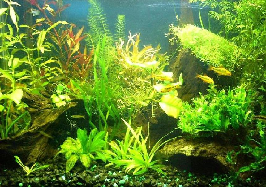 Rated #930: 20 Gallons Planted Tank - My first planted tank