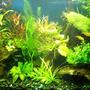 20 gallons planted tank (mostly live plants and fish) - My first planted tank