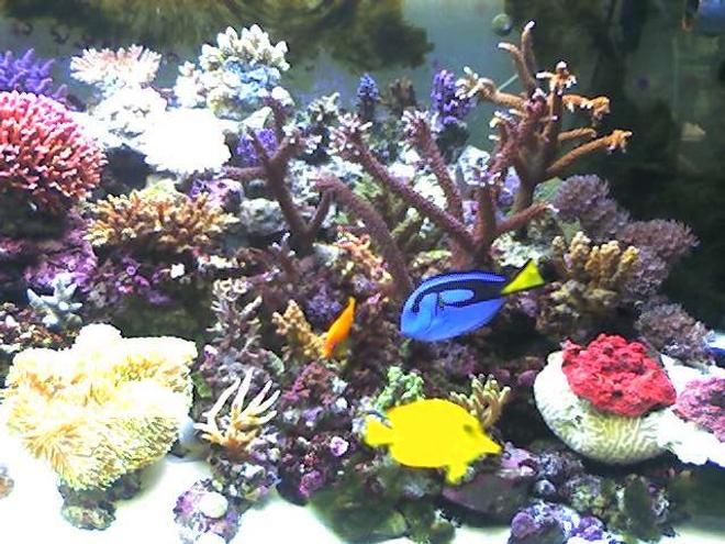 140 gallons reef tank (mostly live coral and fish) - one of the pics of my tank