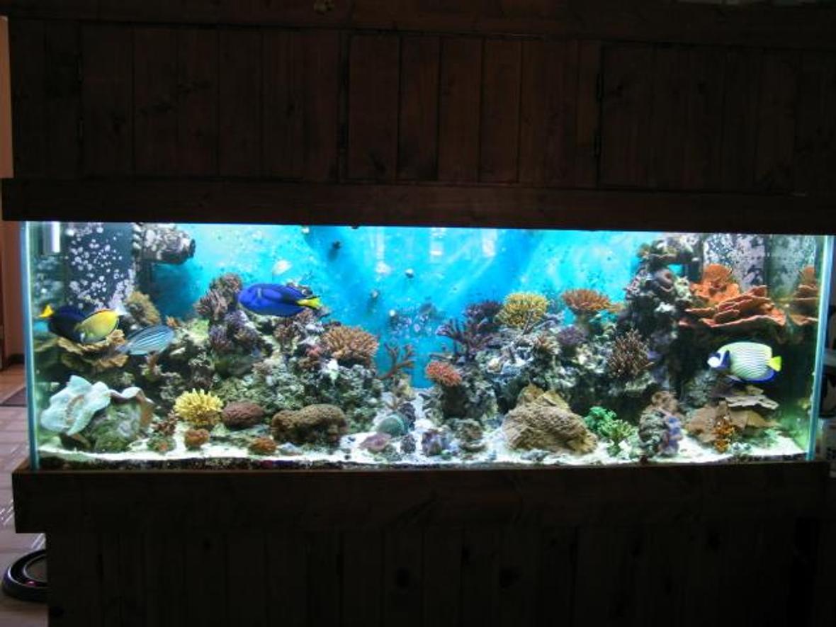 180 gallons reef tank (mostly live coral and fish) - 180 Gallon Reef Tank
