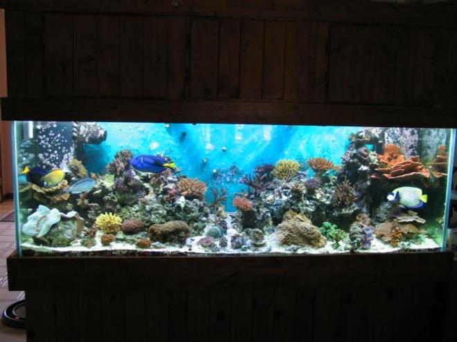 180 gallons reef tank (mostly live coral and fish) - 180 Gallon Reef Tank