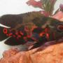 freshwater fish - astronotus ocellatus - tiger oscar stocking in 18 gallons tank - Tiger Oscar (Astronotus Ocellatus)
