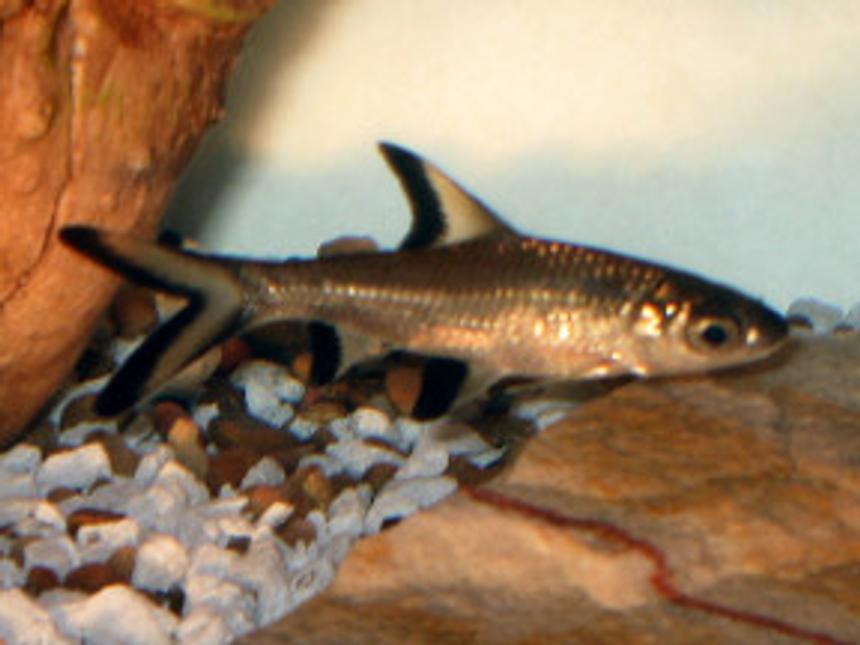 Rated #1839: Freshwater Fish - Balantiocheilus Melanopterus - Bala Shark Stocking In 18 Gallons Tank - Bala Shark (Balantiocheilos Melanopterus)