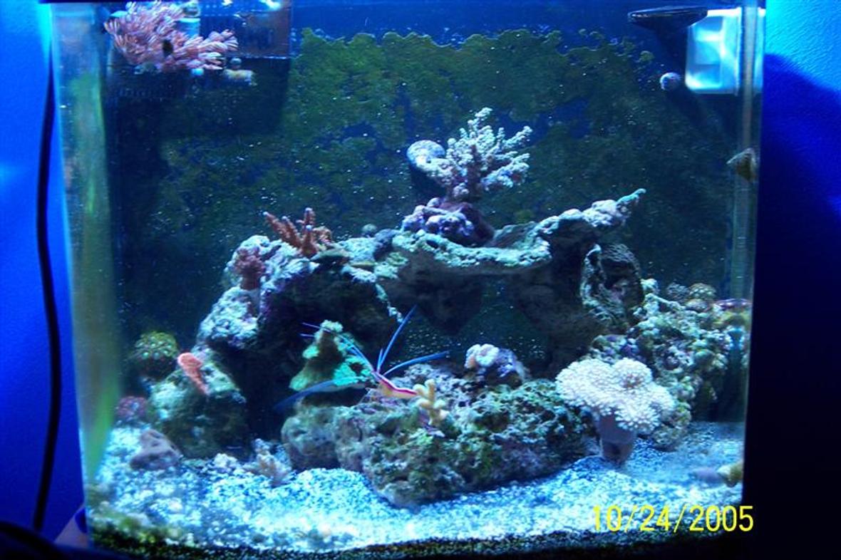 24 gallons reef tank (mostly live coral and fish) - my reef