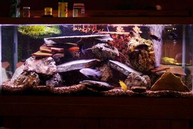 75 gallons freshwater fish tank (mostly fish and non-living decorations) - misc. malawai cichlids:  red pecock, yellow lab, ob pecock, acei, yellow lab, blood zebra, demaceni(i cant spell) blue cobalt, lots of babies, and 2 synodontis catfish.
