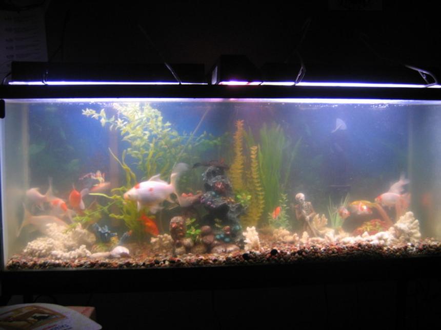 Rated #4178: 55 Gallons Freshwater Fish Tank - This one is a 55 gal that has rapidly growing GF.  This photo was taken last year.   It has a 8 inch lion head, a 10 inch chocolate fan tail, 3 comets @ 14 inches, and the various sized/typed  offspring of these fish. They are obviously happy if they spawn as much as they do!