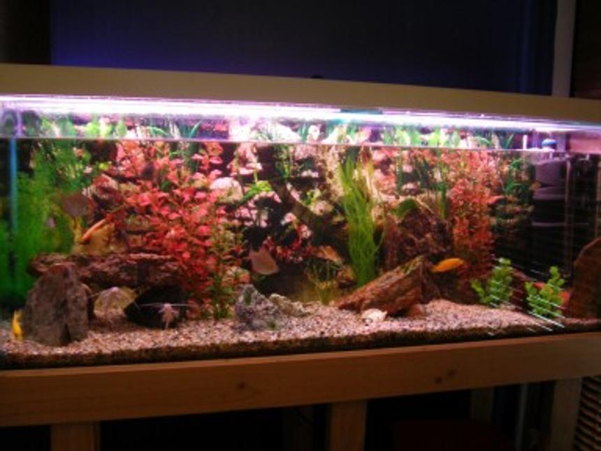Rated #2266: 50 Gallons Freshwater Fish Tank - my tank