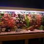 50 gallons freshwater fish tank (mostly fish and non-living decorations) - my tank