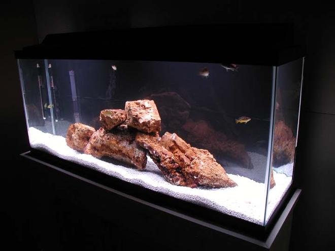55 gallons freshwater fish tank (mostly fish and non-living decorations) - 55 gal,  homemade stand
