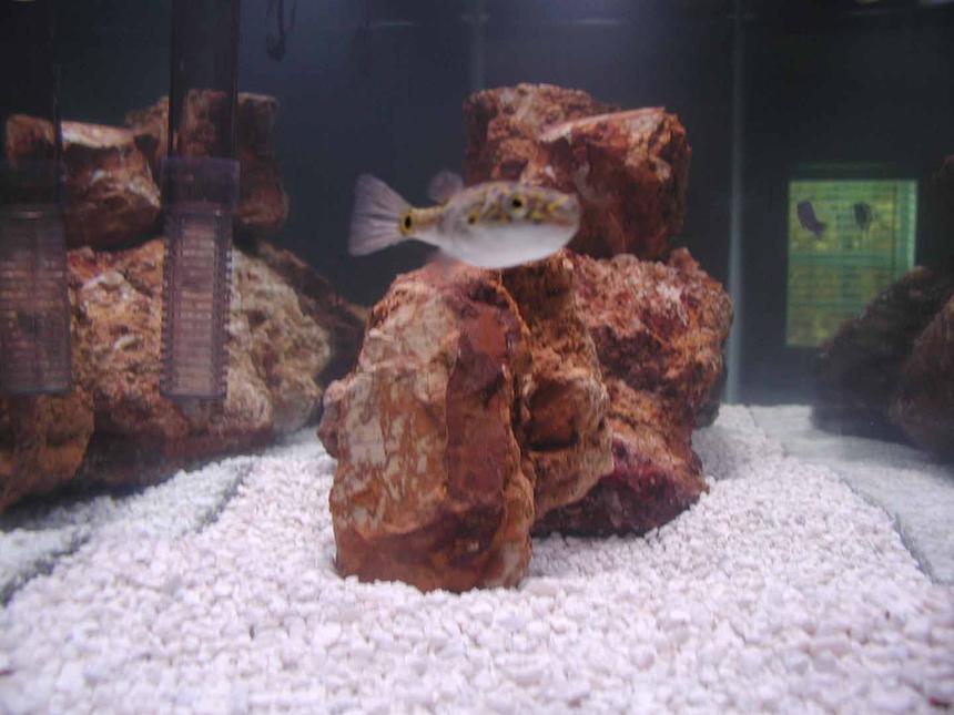 Rated #1769: Freshwater Fish - Tetraodon Biocellatus - Figure 8 Puffer Stocking In 55 Gallons Tank - figure 8 puffer
