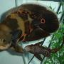 freshwater fish - astronotus ocellatus - tiger oscar stocking in 55 gallons tank - Smokey, 9 inch Oscar. This is an old picture, but its one of my fav.s He is now 10 1/2 inches long.