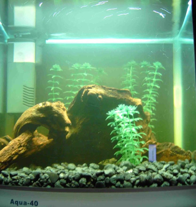 Rated #4104: 10 Gallons Freshwater Fish Tank - Bit of a shoddy pic, and all my fish are hiding!  Gives the jist though.  Please rate, and be honest...I'm new, so I'm looking for suggestions and advice.