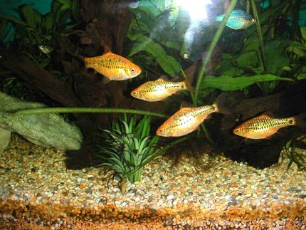 freshwater fish - puntius sachsii - gold barb stocking in 21 gallons tank - Golden Barbs
