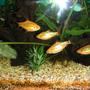 freshwater fish - puntius sachsii - gold barb stocking in 21 gallons tank - Golden Barbs