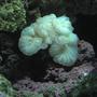 corals inverts - nemanzophyllia turbida - fox coral stocking in 125 gallons tank - Fox coral