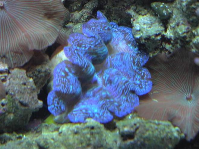 corals inverts - tridacna crocea - crocea clam stocking in 125 gallons tank - .